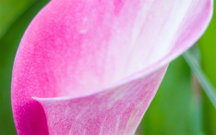 pink arum lily-Flower Fondos de escritorio Vistas:9603