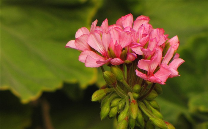 pink flower-Flower Desktop wallpaper Views:9943 Date:2012/9/7 19:22:04