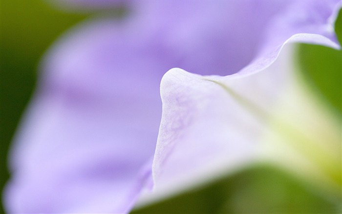 papel tapiz de escritorio macro-flor morado Vistas:8451