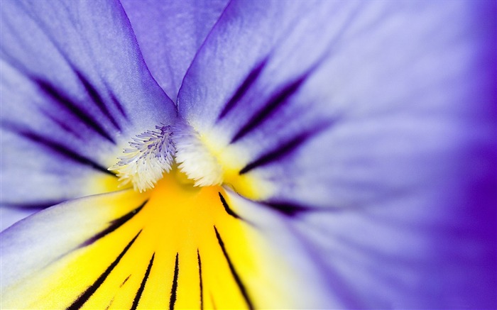 purple pansy-Flower Desktop wallpaper Views:9916 Date:2012/9/7 19:22:38