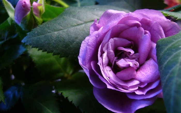 papel tapiz de escritorio de flor rosa púrpura Vistas:14929