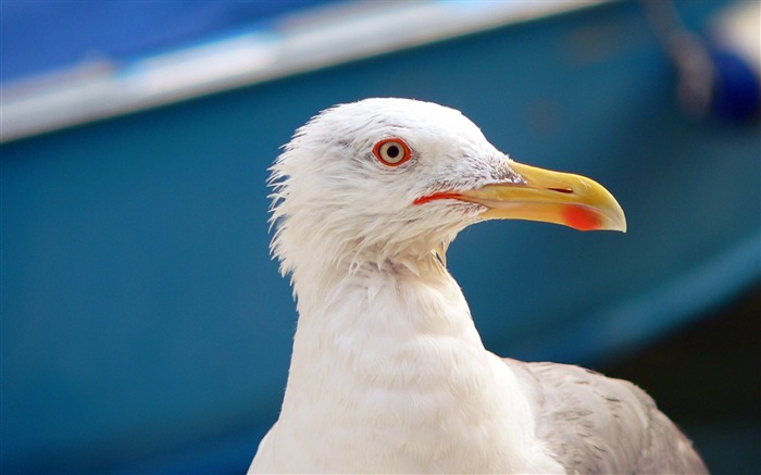 Gaivota em Veneza - Papel de Parede Mundial de Animais Visualizações:8105