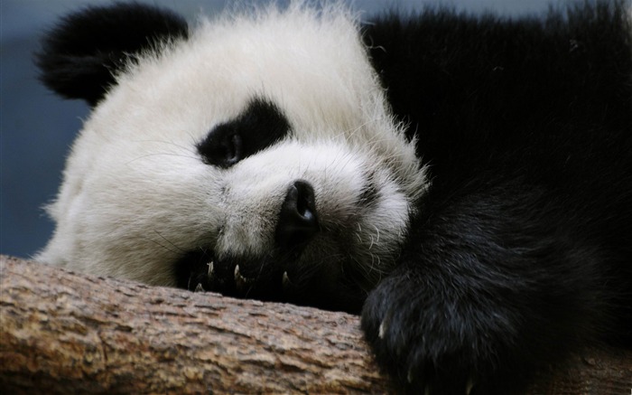 panda para dormir-Fondos de animales naturales Vistas:12042