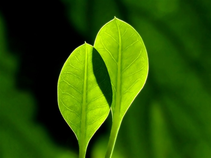 Fondo de pantalla de fotografía de plantas naturales verdes Vistas:29620