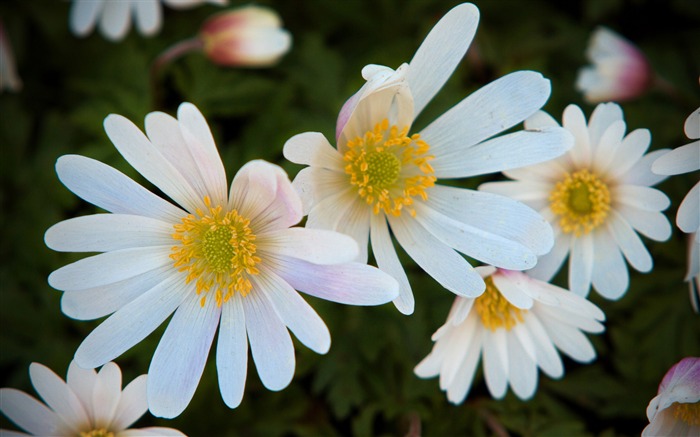 white flowers macro-Flower Desktop wallpaper Views:11129 Date:2012/9/7 19:16:37