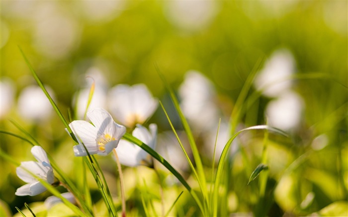 white flowers meadow-Flower Desktop wallpaper Views:11800 Date:2012/9/7 19:28:49