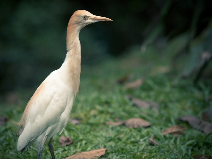 Papéis fotográficos de garça-branca de animais selvagens Visualizações:8045