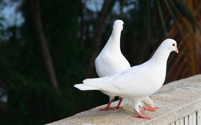 palomas blancas-fondos de pantalla de animales naturales Vistas:14651