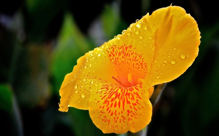 flor amarilla con gotas de lluvia-Fondo de escritorio de la flor Vistas:8759