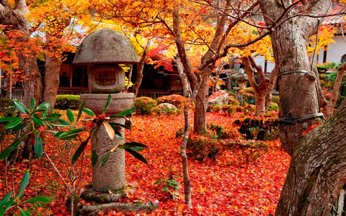 Autumn iceberg-Enkoji Temple Autumn fondo de pantalla Vistas:8926