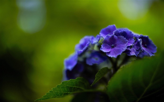 Beautiful and elegant hydrangeas Fondos de Escritorio Vistas:58553