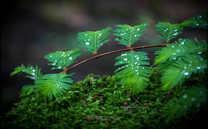 Branches Drops-plants photography Wallpaper Views:14585 Date:2012/10/28 21:36:06