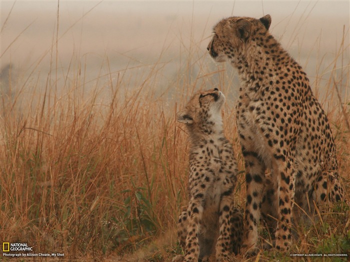 Cheetah and Cub-National Geographic photography wallpaper Views:14104 Date:2012/10/27 13:31:07