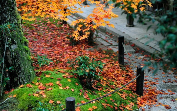 Maple Leaf Red the Kyoto Enkoji Temple Autumn wallpaper Second Series Views:32927