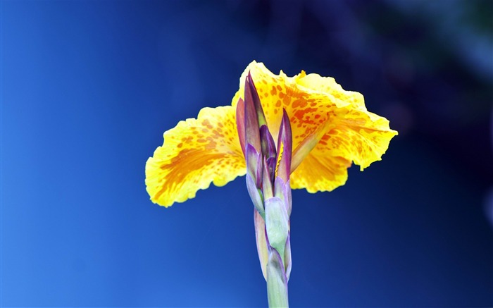 Papéis de Parede de Fotografia macro de plantas naturais bonitas Visualizações:26254