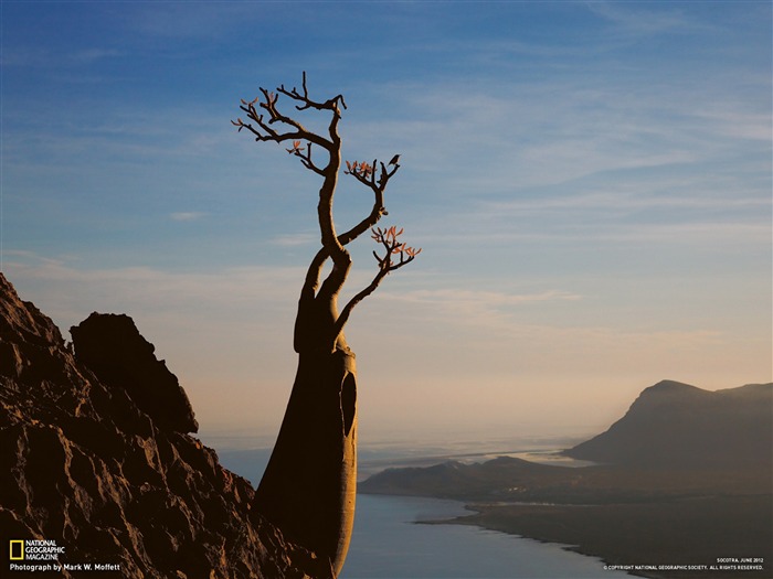 사막 로즈 Socotra - 내셔널 지오그래픽 사진 벽지 찾아보기 :16553