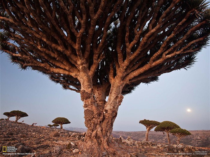 드래곤 블러드 트리 Socotra - 내셔널 지오그래픽 사진 벽지 찾아보기 :18750