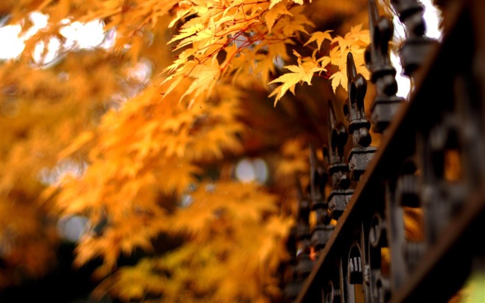 Automne naturelle thème paysages fond d'écran Vues:35889