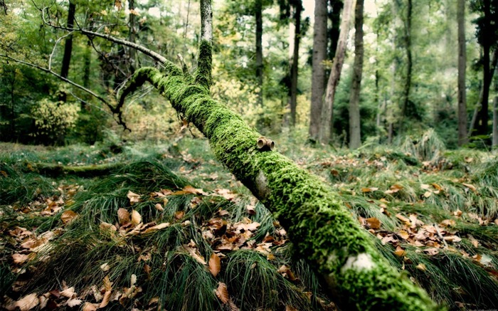 Papel de parede da fotografia da Floresta Moss Natural-Landscape Visualizações:16116