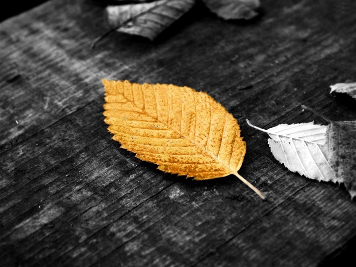 Golden fallen leaf-plants photography Wallpaper Views:9861 Date:2012/10/28 21:39:41