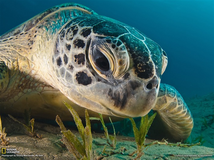 Green Sea Turtle Red Sea-National Geographic photography wallpaper Views:26109 Date:2012/10/27 13:35:24