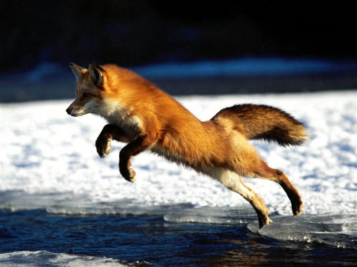 Leaping Fox-Animal wallpaper Visualizações:23571