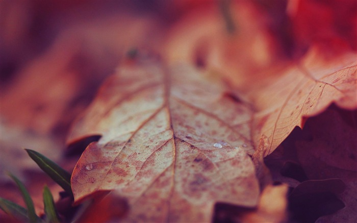 Gros plan des feuilles-Autumn landscape widescreen Fond d'écran Vues:10455