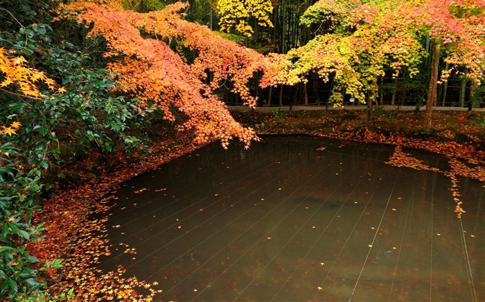 Leaves in pool-Enkoji Temple Autumn wallpaper Views:10064 Date:2012/10/17 17:35:43