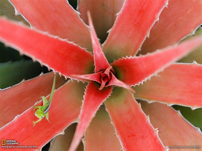 Lizard Cuba-National Geographic photography wallpaper Views:10245 Date:2012/10/27 13:37:13