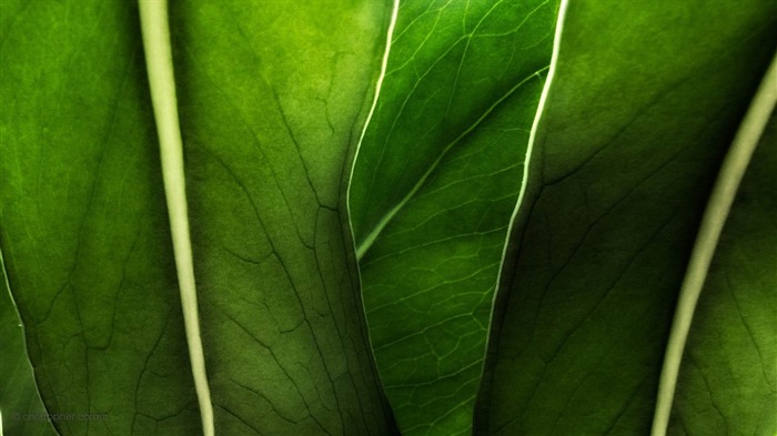 Macro Green Leaves-plants photography Wallpaper Views:9510 Date:2012/10/28 21:44:07