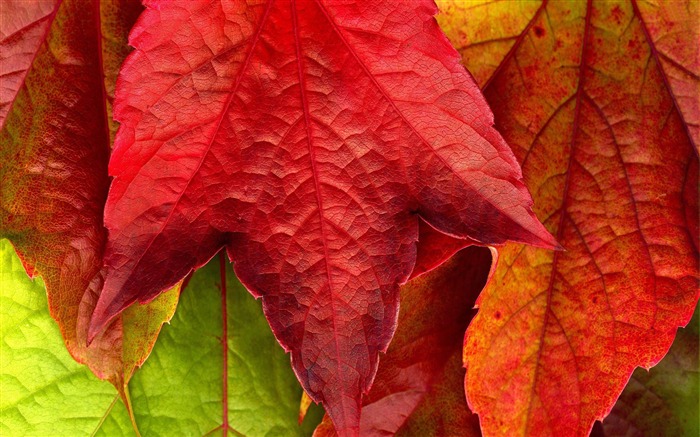 Macro red Leaves-plants photography Wallpaper Views:9719 Date:2012/10/28 21:48:13