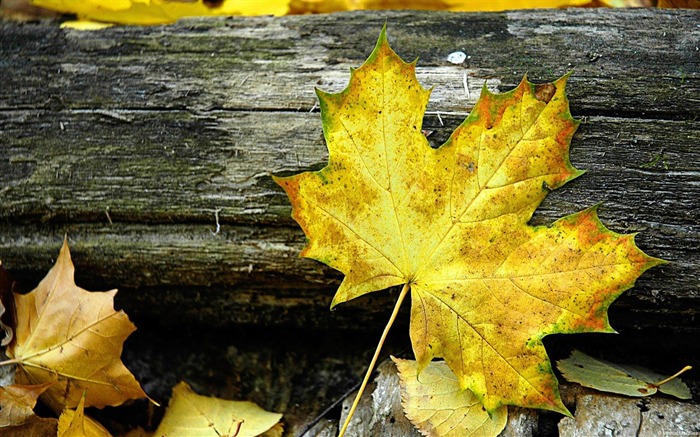 Maple Leaves-plants photography Wallpaper Views:10020 Date:2012/10/28 21:45:51