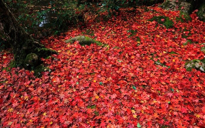 Montreal red deciduous-Enkoji Temple Autumn wallpaper Views:9328 Date:2012/10/17 17:37:40