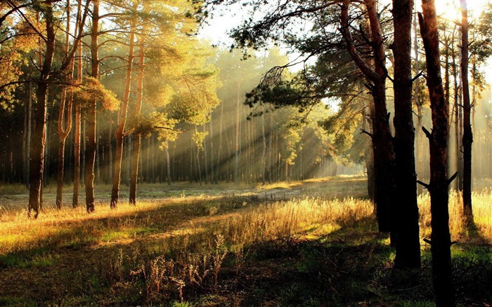 Morning Sunshine Forest-Autumn fondo de pantalla panorámica del paisaje Vistas:39165