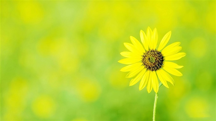 Nature Sun Flower-plants photography Wallpaper Views:18127 Date:2012/10/28 21:47:37