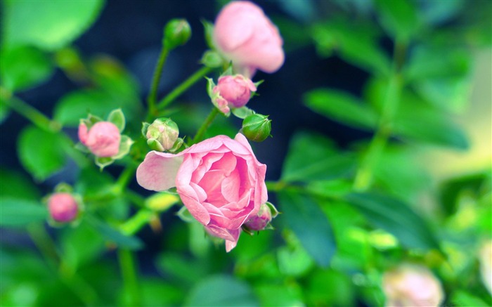 개화 계절 - 꽃 사진 벽지 찾아보기 :28611