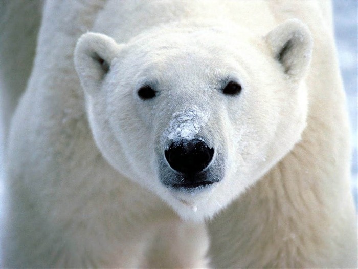 Papel de parede de urso polar Visualizações:10495