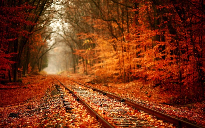 Railroad-Golden otoño paisaje fondo de pantalla Vistas:41349