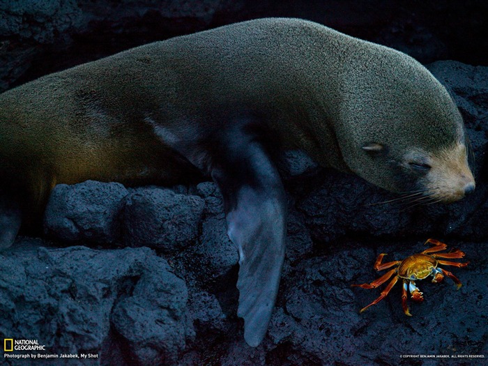 Seal and Crab Galapagos-National Geographic photography wallpaper Views:10280 Date:2012/10/27 13:43:10