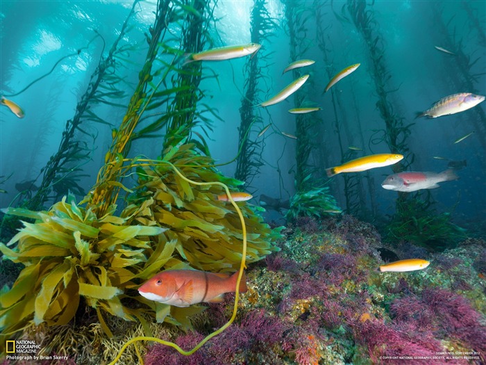 Seamount Cortes Bank-National Geographic photography wallpaper Views:10858 Date:2012/10/27 13:44:04