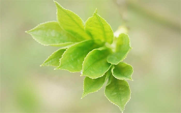 Fondos de fotografía de plantas verdes naturales Vistas:31810