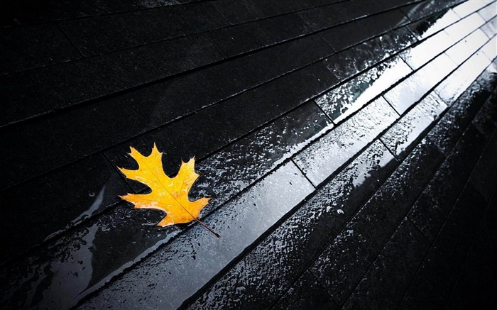 Street Rain Autumn Yellow-plants photography Wallpaper Views:10236 Date:2012/10/28 21:48:56