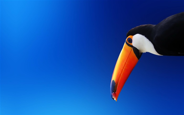 Bec Toucan-animaux fond d'écran photographie Vues:9972