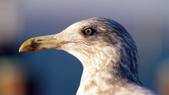 Papéis de Parede de Albatros-Animal photography Visualizações:9501