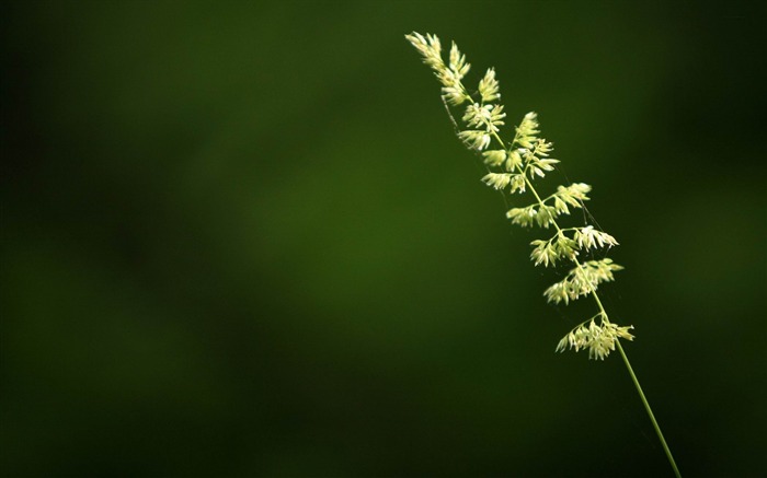 alone grass-plants photography Wallpaper Views:11174 Date:2012/10/28 21:40:21