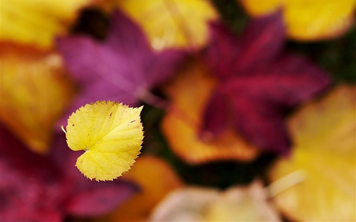 autumn leaves-plants photography Wallpaper Views:8779 Date:2012/10/28 21:35:06