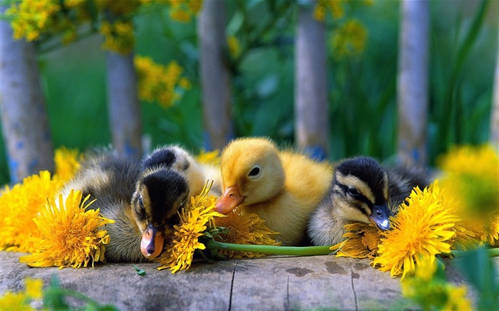 baby ducks-Animal Widescreen Wallpaper Views:15423 Date:2012/10/18 11:33:13