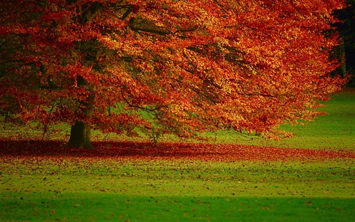 hermoso paisaje de árbol de naranja otoño Vistas:31144