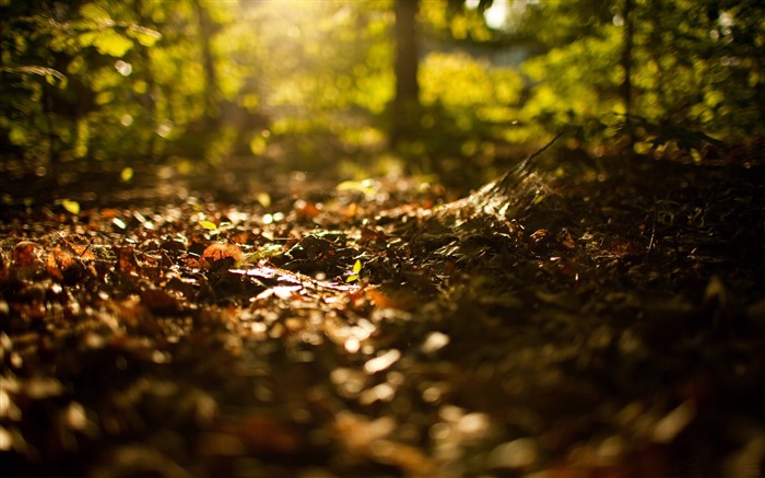 comienzo del fondo de pantalla panorámica de otoño-otoño paisaje Vistas:11212