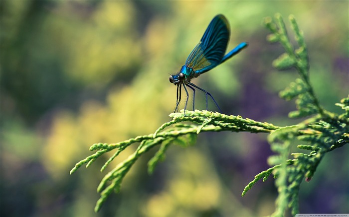 blue dragonfly-Animal Widescreen Wallpaper Views:11677 Date:2012/10/18 11:35:04